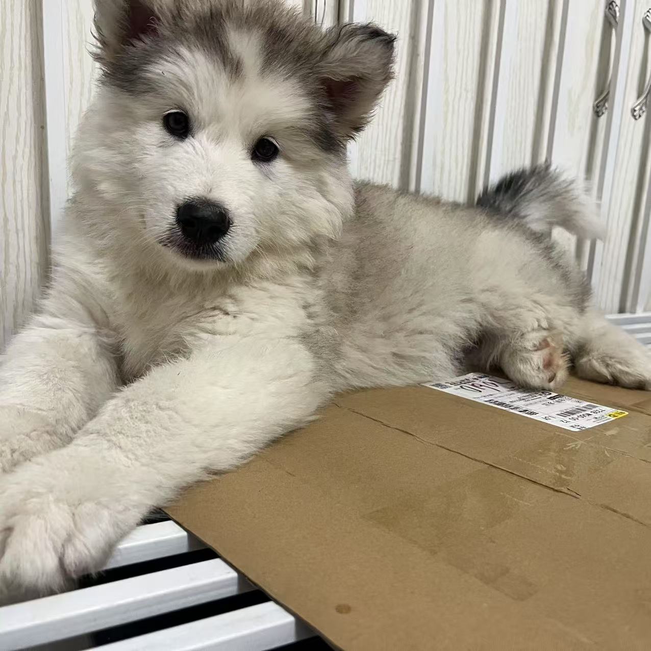 阿拉斯加幼犬